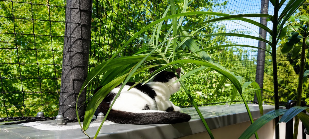 Custom-made Cat Net